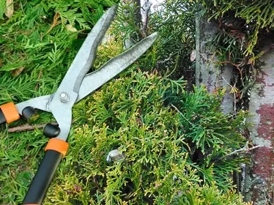 Pruning (haircut) thuja in autumn, spring: shaping with a spiral, cone, decorative pruning forms for beginners