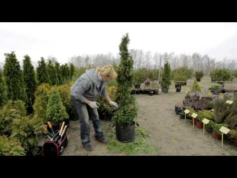 Pruning (haircut) thuja in autumn, spring: shaping with a spiral, cone, decorative pruning forms for beginners