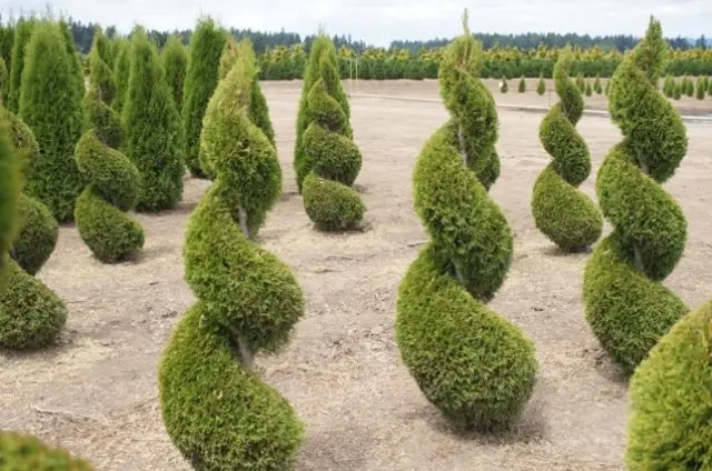 Pruning (haircut) thuja in autumn, spring: shaping with a spiral, cone, decorative pruning forms for beginners