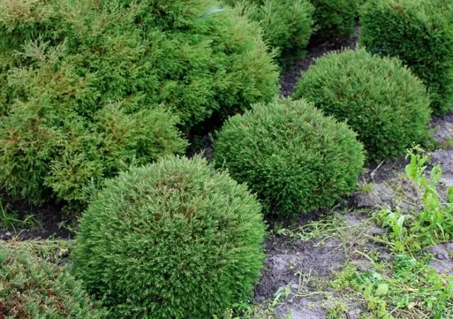 Pruning (haircut) thuja in autumn, spring: shaping with a spiral, cone, decorative pruning forms for beginners