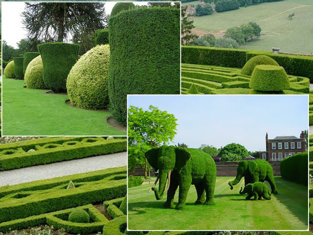 Pruning (haircut) thuja in autumn, spring: shaping with a spiral, cone, decorative pruning forms for beginners