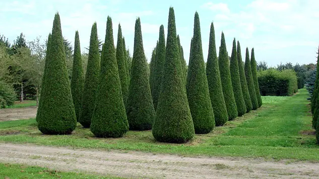 Pruning (haircut) thuja in autumn, spring: shaping with a spiral, cone, decorative pruning forms for beginners