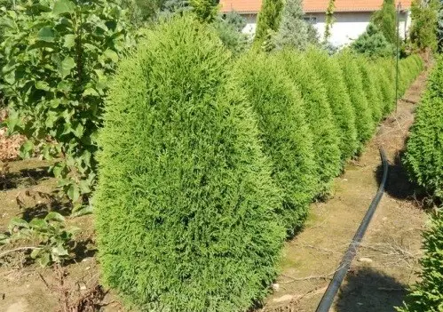 Pruning (haircut) thuja in autumn, spring: shaping with a spiral, cone, decorative pruning forms for beginners