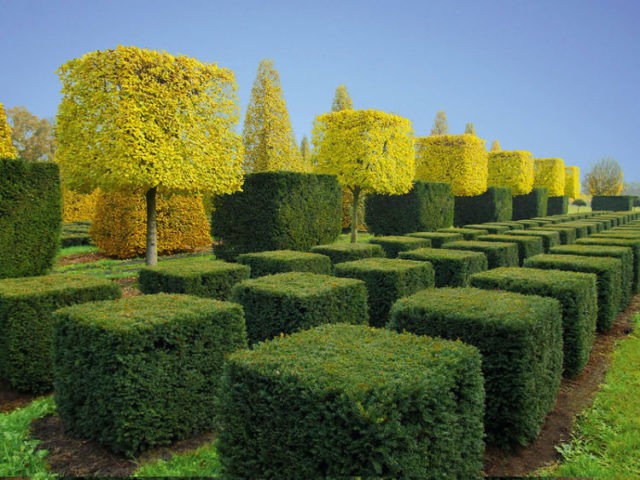 Pruning (haircut) thuja in autumn, spring: shaping with a spiral, cone, decorative pruning forms for beginners