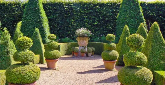 Pruning (haircut) thuja in autumn, spring: shaping with a spiral, cone, decorative pruning forms for beginners