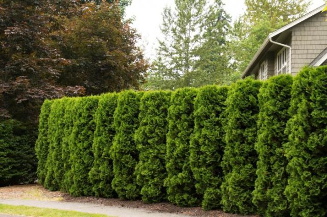 Pruning (haircut) thuja in autumn, spring: shaping with a spiral, cone, decorative pruning forms for beginners