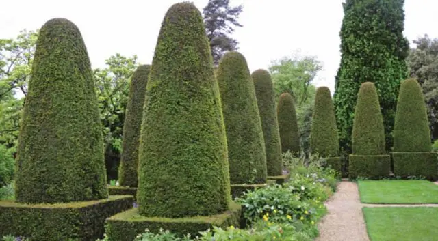 Pruning (haircut) thuja in autumn, spring: shaping with a spiral, cone, decorative pruning forms for beginners