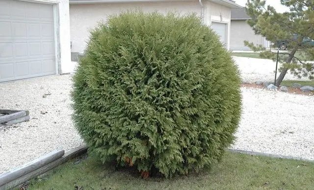 Pruning (haircut) thuja in autumn, spring: shaping with a spiral, cone, decorative pruning forms for beginners