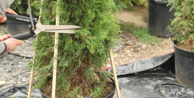 Pruning (haircut) thuja in autumn, spring: shaping with a spiral, cone, decorative pruning forms for beginners