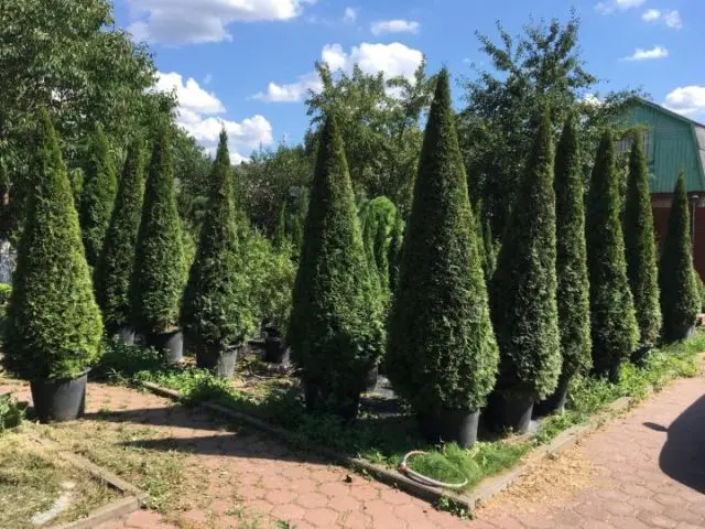 Pruning (haircut) thuja in autumn, spring: shaping with a spiral, cone, decorative pruning forms for beginners