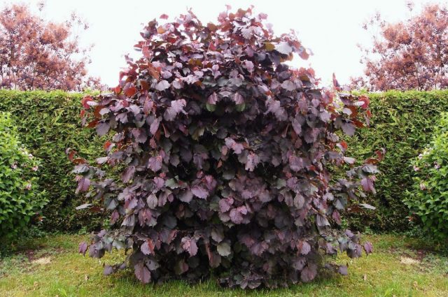 pruning hazelnut