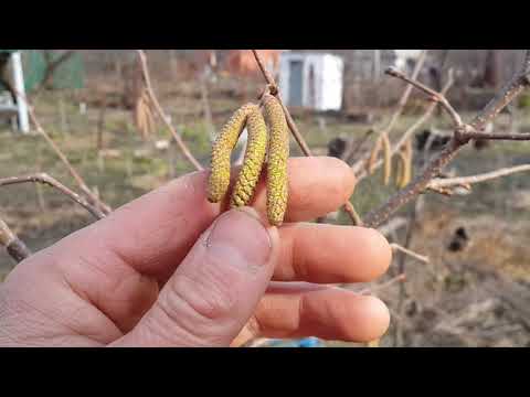 pruning hazelnut