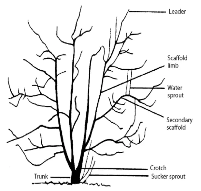 pruning hazelnut