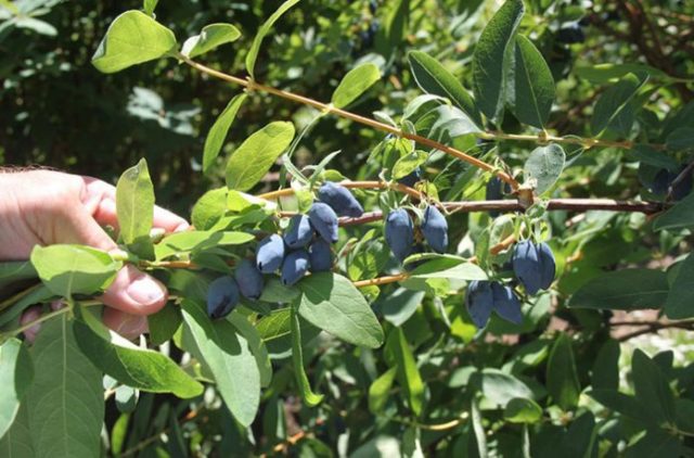 Pruning honeysuckle in spring: video for beginners, tips from experienced gardeners