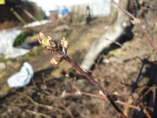 Pruning honeysuckle in spring: video for beginners, tips from experienced gardeners