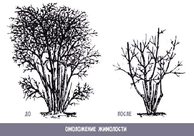 Pruning honeysuckle in spring: video for beginners, tips from experienced gardeners