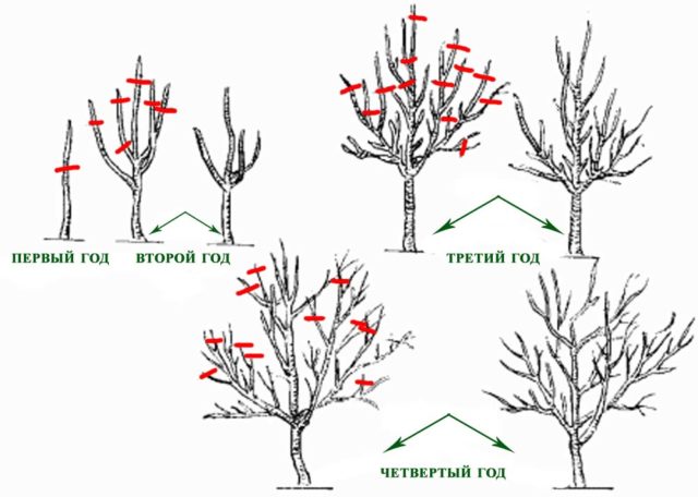 Pruning honeysuckle in the fall: diagrams, videos, tips for beginners