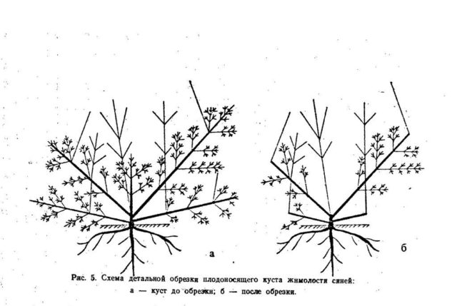 Pruning honeysuckle in the fall: diagrams, videos, tips for beginners