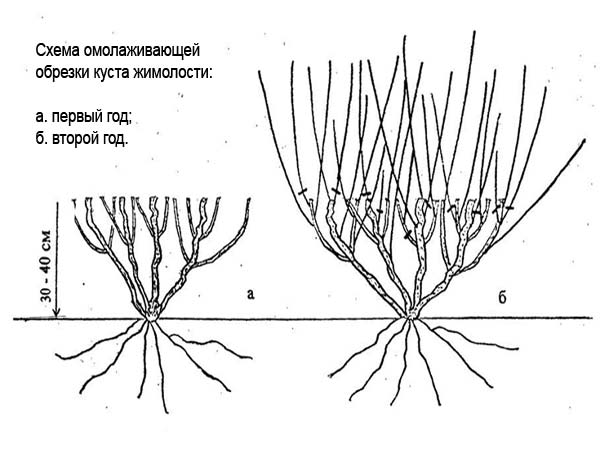 Pruning honeysuckle in the fall: diagrams, videos, tips for beginners