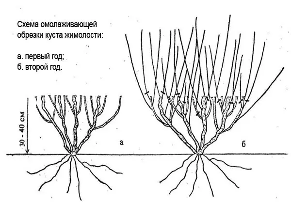 Pruning honeysuckle in the fall: diagrams, videos, tips for beginners