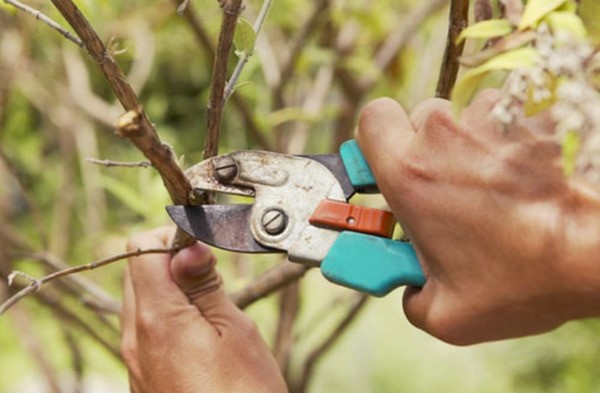 Pruning mulberry (mulberry) in autumn, summer, spring