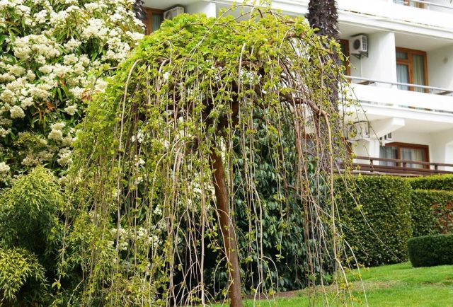 Pruning mulberry (mulberry) in autumn, summer, spring