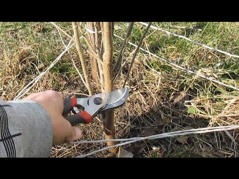 Pruning mulberry (mulberry) in autumn, summer, spring