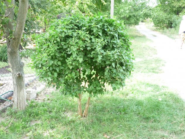 Pruning mulberry (mulberry) in autumn, summer, spring