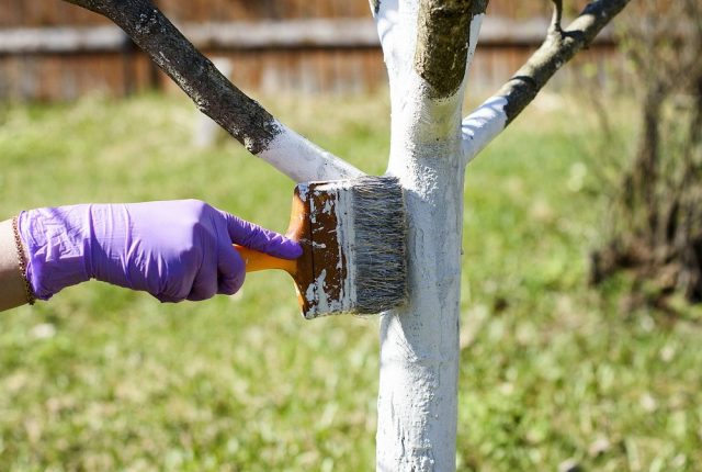 Pruning mulberry (mulberry) in autumn, summer, spring