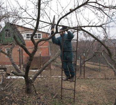 Pruning old apple trees