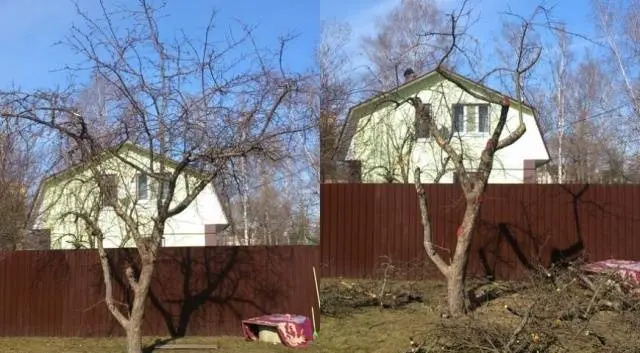 Pruning old apple trees