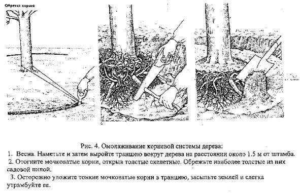 Pruning old apple trees