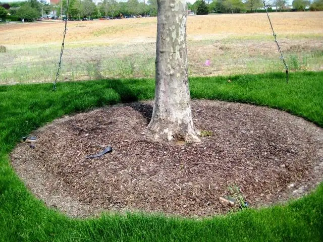 Pruning old apple trees