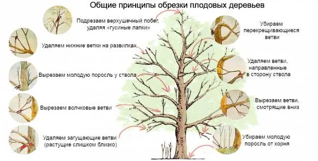 Pruning old apple trees