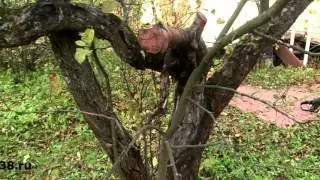 Pruning old apple trees