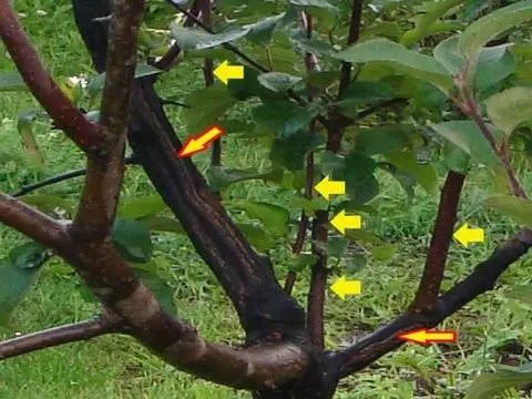 Pruning old apple trees