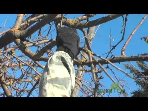 Pruning old apple trees