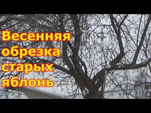 Pruning old apple trees