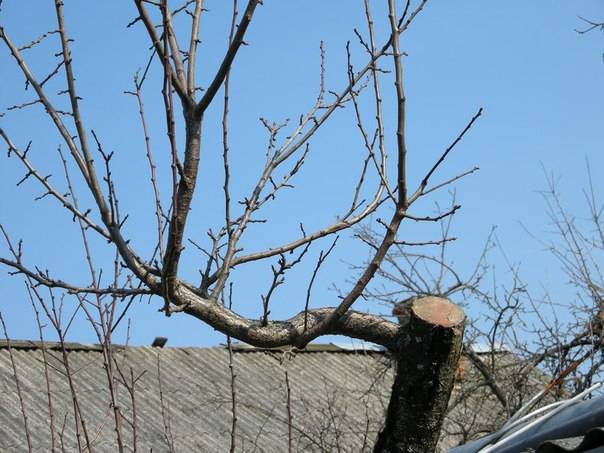 Pruning old apple trees in autumn + video for beginners