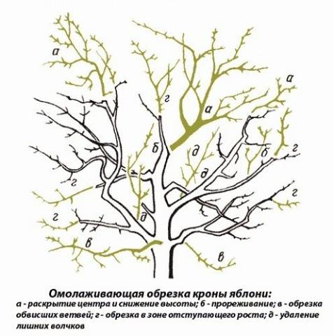 Pruning old apple trees in autumn + video for beginners