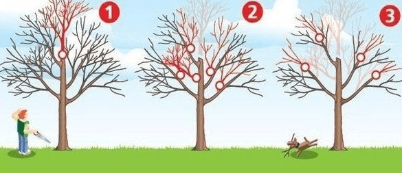 Pruning old apple trees in autumn + video for beginners