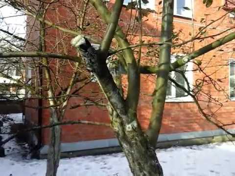 Pruning old apple trees in autumn + video for beginners