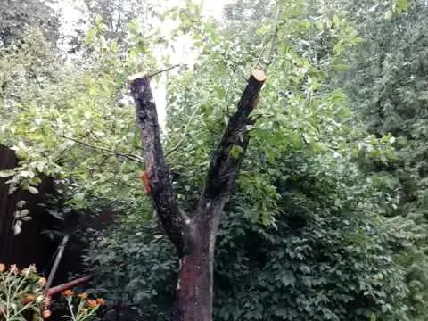 Pruning old apple trees in autumn + video for beginners