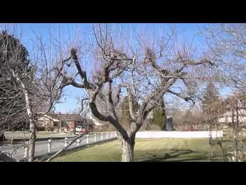 Pruning old apple trees in autumn + video for beginners