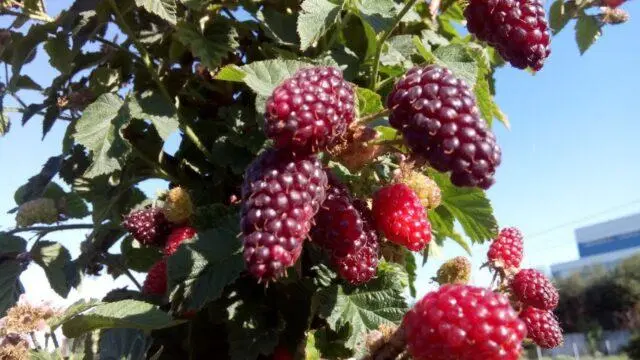 Pruning raspberries in autumn and spring for beginners