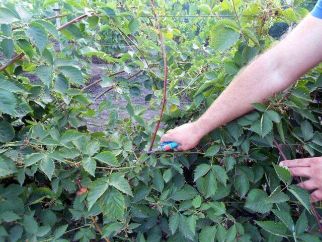 Pruning raspberries in autumn and spring for beginners