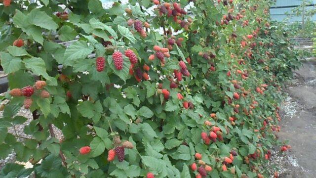 Pruning raspberries in autumn and spring for beginners