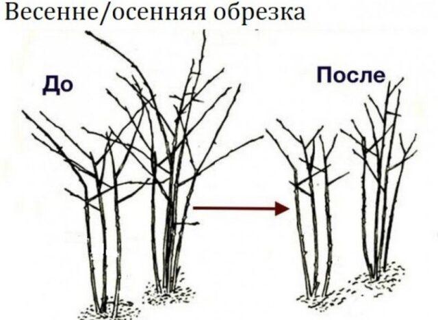 Pruning raspberries in autumn and spring for beginners