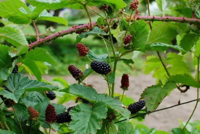 Pruning raspberries in autumn and spring for beginners