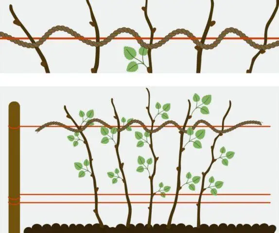 Pruning raspberries in autumn and spring for beginners